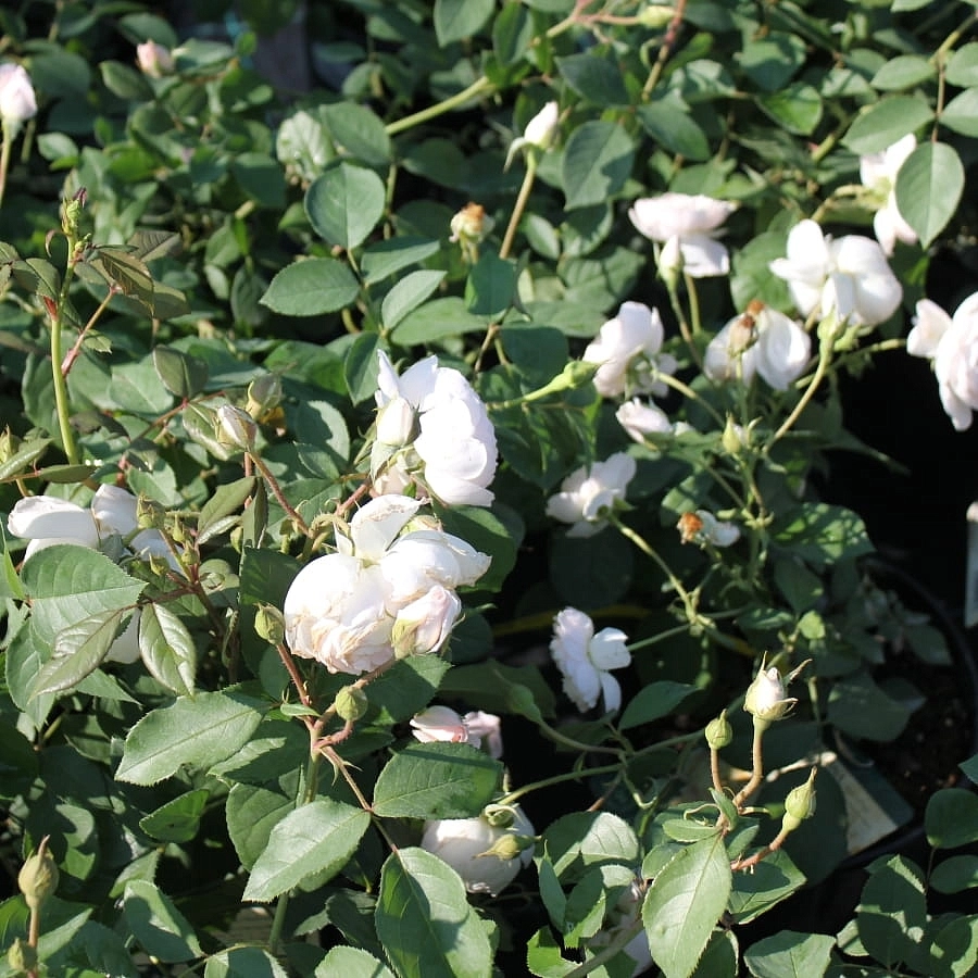 Роза 'Дездемона' (парковая) (бело - кремовая)