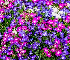 Лобелия эринус компактная 'Ривьера Микс' (смесь)