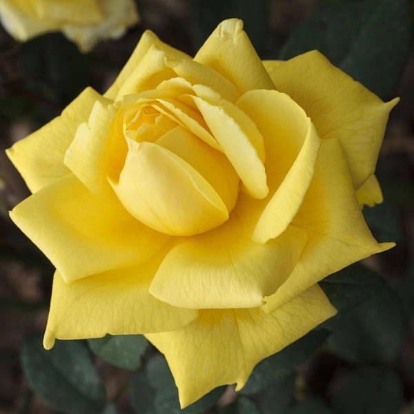 Роза 'Голден Парфюм' (плетистая) (желтая)