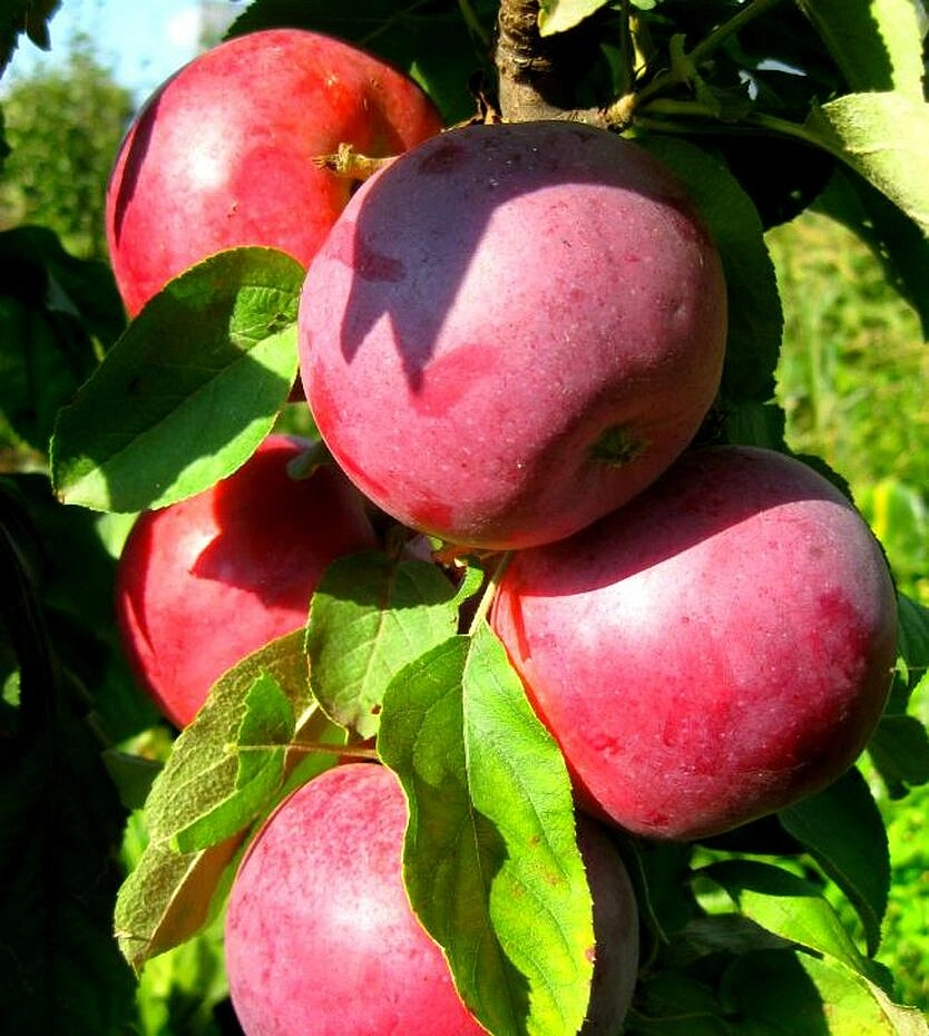 Яблоня колоновидная 'Камиха'