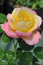 Роза Глория Дей (Gloria Dei)