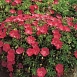 Герань кроваво-красная