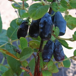 Жимолость съедобная 'Пташка'