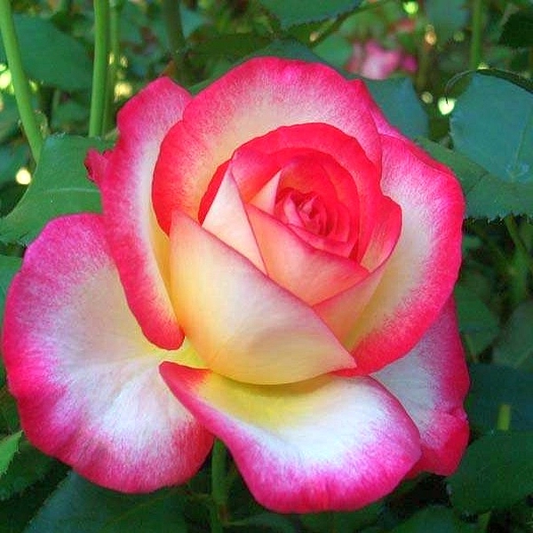 Роза 'Лео Ферре' (чайно-гибридная) (бело - розовая)