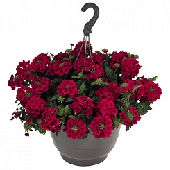 Вербена ампельная 'Экспресс Сан Рэд' (кашпо)