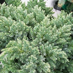 Можжевельник чешуйчатый 'Блу Швед'