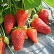 Земляника (клубника) 'Роксана'