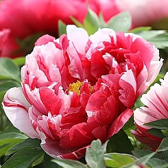 Пион древовидный 'Шима Нишики' (красны с белым)