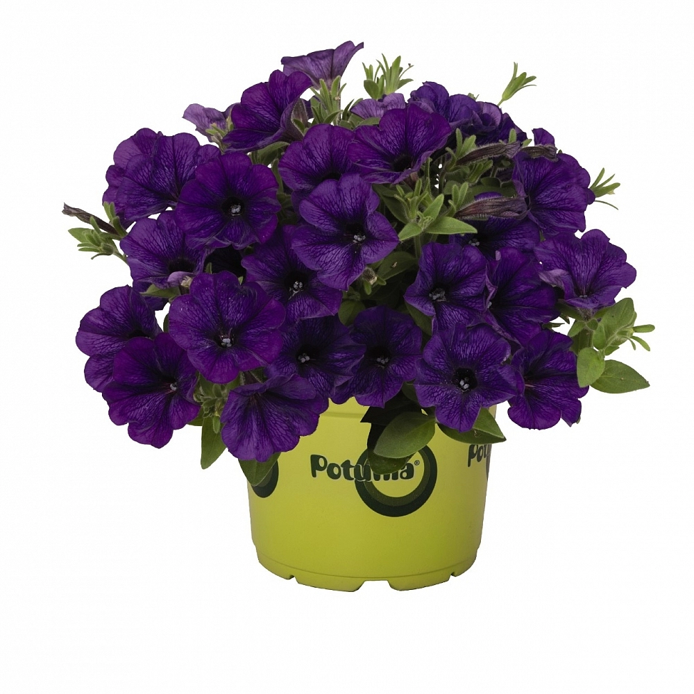 Петуния ампельная 'Пиккола Кобальт' (кашпо)