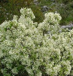 Ирга круглолистная