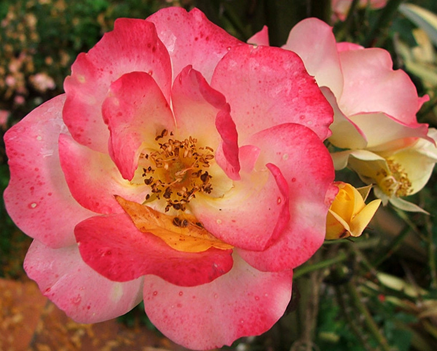 Роза 'Маскарад' (флорибунда) (желто - розовая)