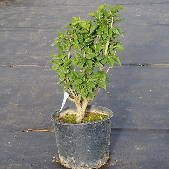 Сирень обыкновенная 'Сувенир Алисы Хардинг' (белая)