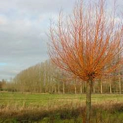 Ива белая 'Чермезина'