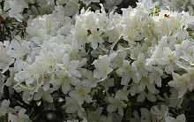 Рододендрон японский (азалия) 'Палестрина' (белый)