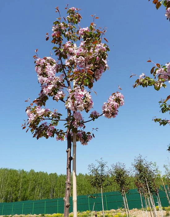 Бамбуковая опора 420 см