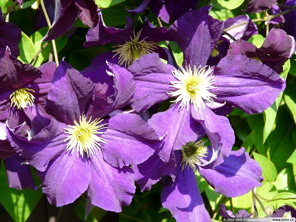 Клематис крупноцветковый 'Лех Качинский'