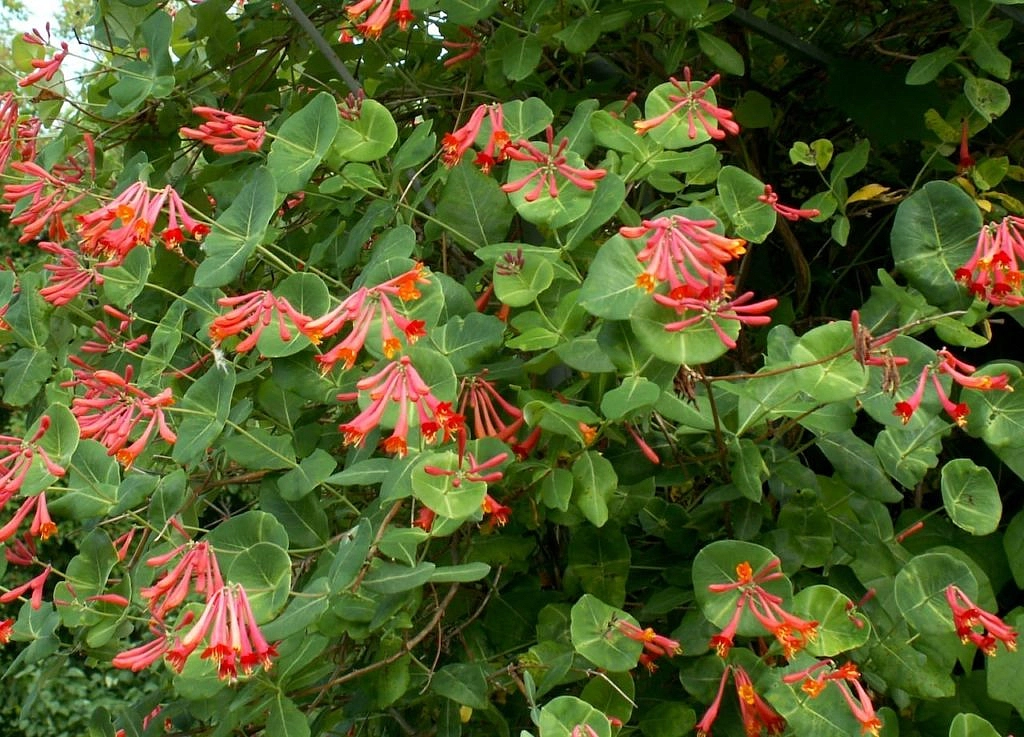 Жимолость Брауна