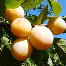 Алыча 'Медовая'