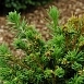 Ель обыкновенная Пигмея (Pygmaea) Ель обыкновенная Пигмея (Pygmaea)
