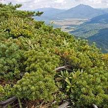 Сосна стланниковая (Pinus pumila)