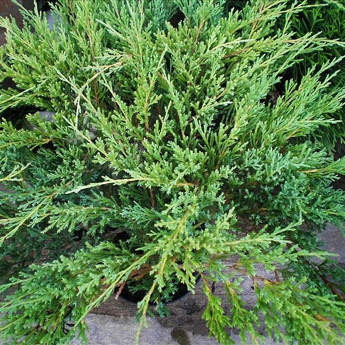 Можжевельник горизонтальный 'Андорра Компакт'