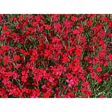 Гвоздика травянка 'Флэшинг Лайт'