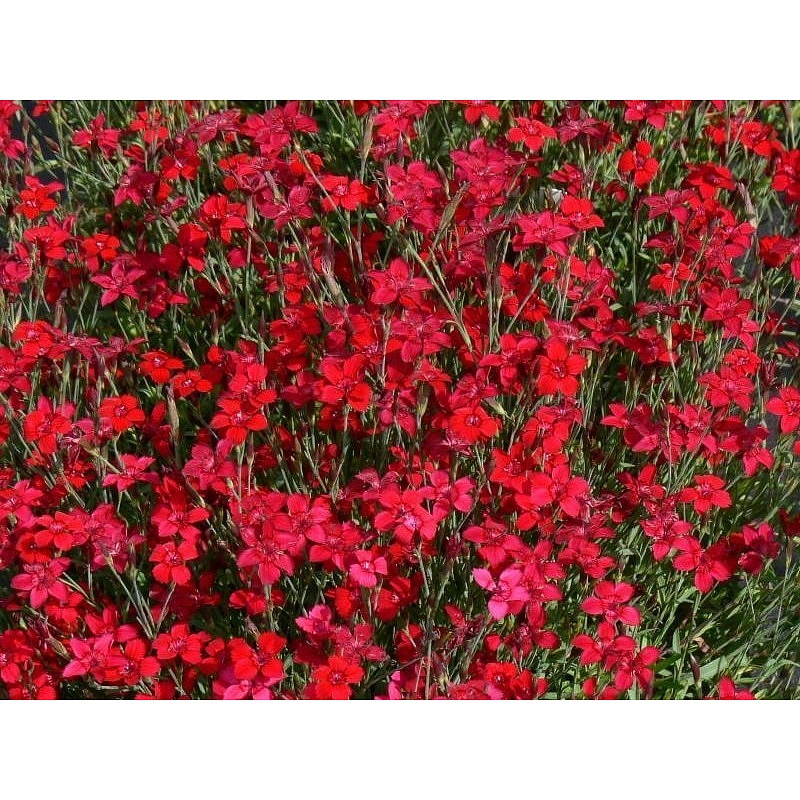 Гвоздика травянка 'Флэшинг Лайт'
