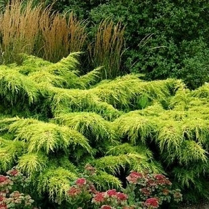 Можжевельник пфитцериана 'Аурея' Можжевельник пфитцериана 'Аурея'