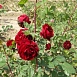 Роза 'Аделаида Худлесс' (парковая) (красная)