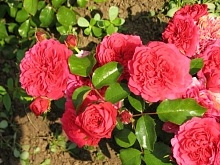 Роза 'Хеллоу' (шраб) (малиново - красная)