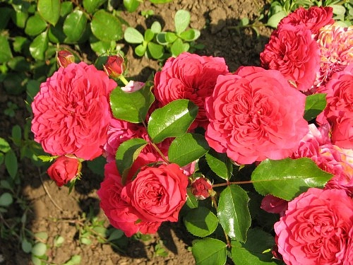 Роза 'Хеллоу' (шраб) (малиново - красная)