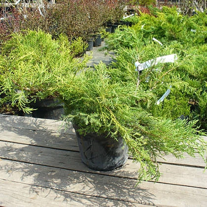 Можжевельник средний 'Пфитцериана Ауреа'