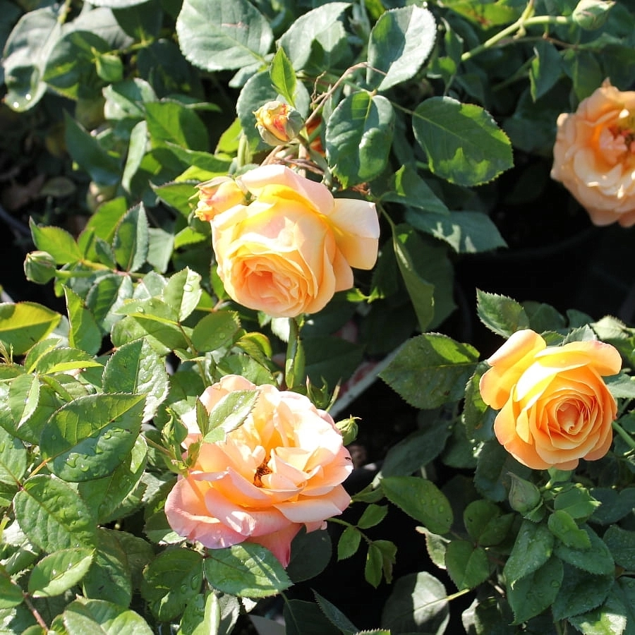 Роза 'Ла Палма' (чайно-гибридная) (персиково - розовая)