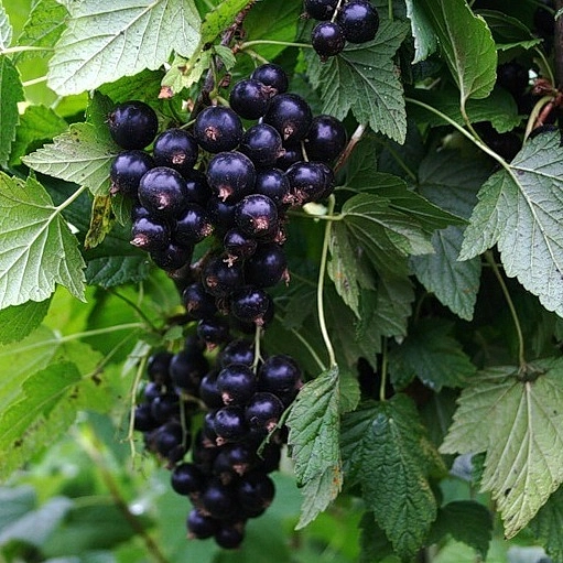 Смородина черная 'Перун'