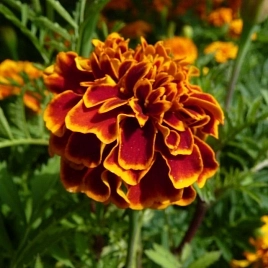 Бархатцы Тонколистные