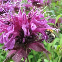 Монарда Бьюти оф Кобхэм