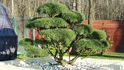 Сосна горная бонсай