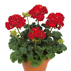 Пеларгония зональная махровая 'Виктор' (темно-красная)