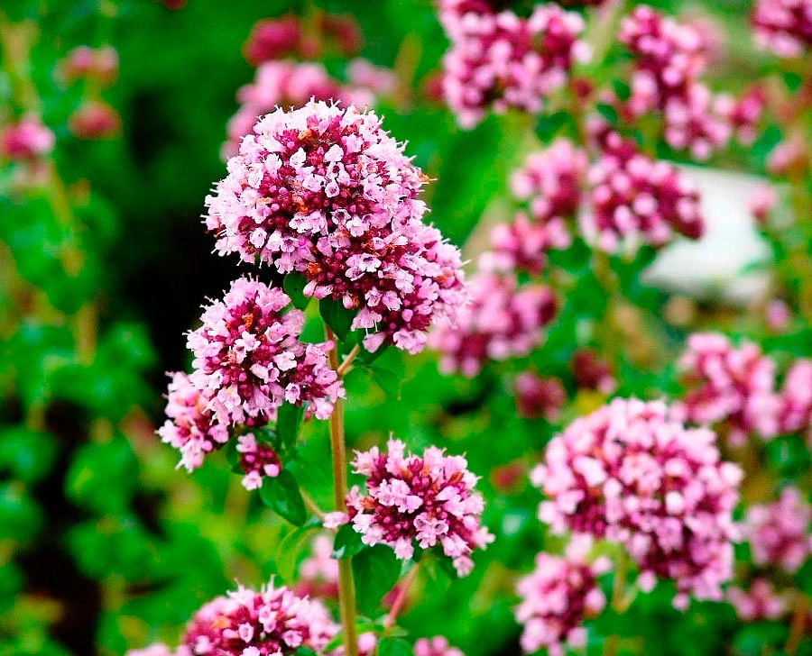 Душица обыкновенная (розовая)