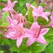 Рододендрон желтый (азалия) 'Пенсильвания' (светло-розовый)