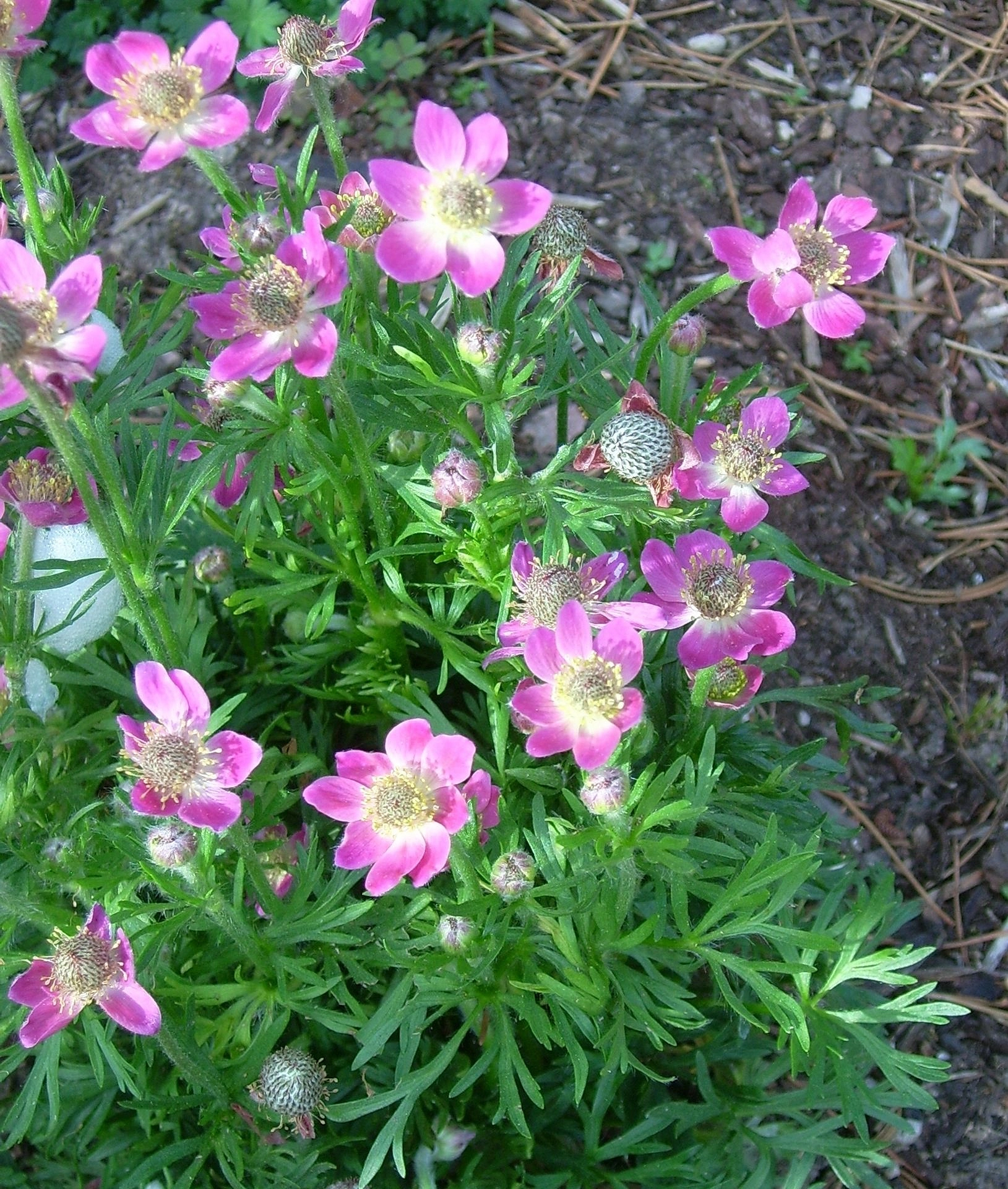 Анемона Лессера