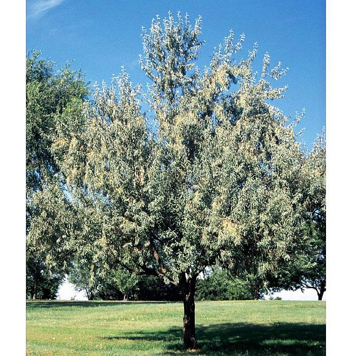 Лох узколистный (маслина)