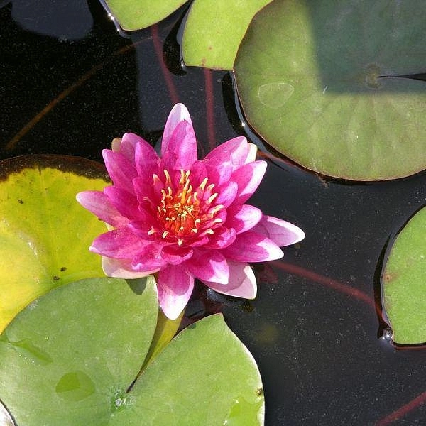 Кувшинка 'Голландия' Кувшинка 'Голландия'