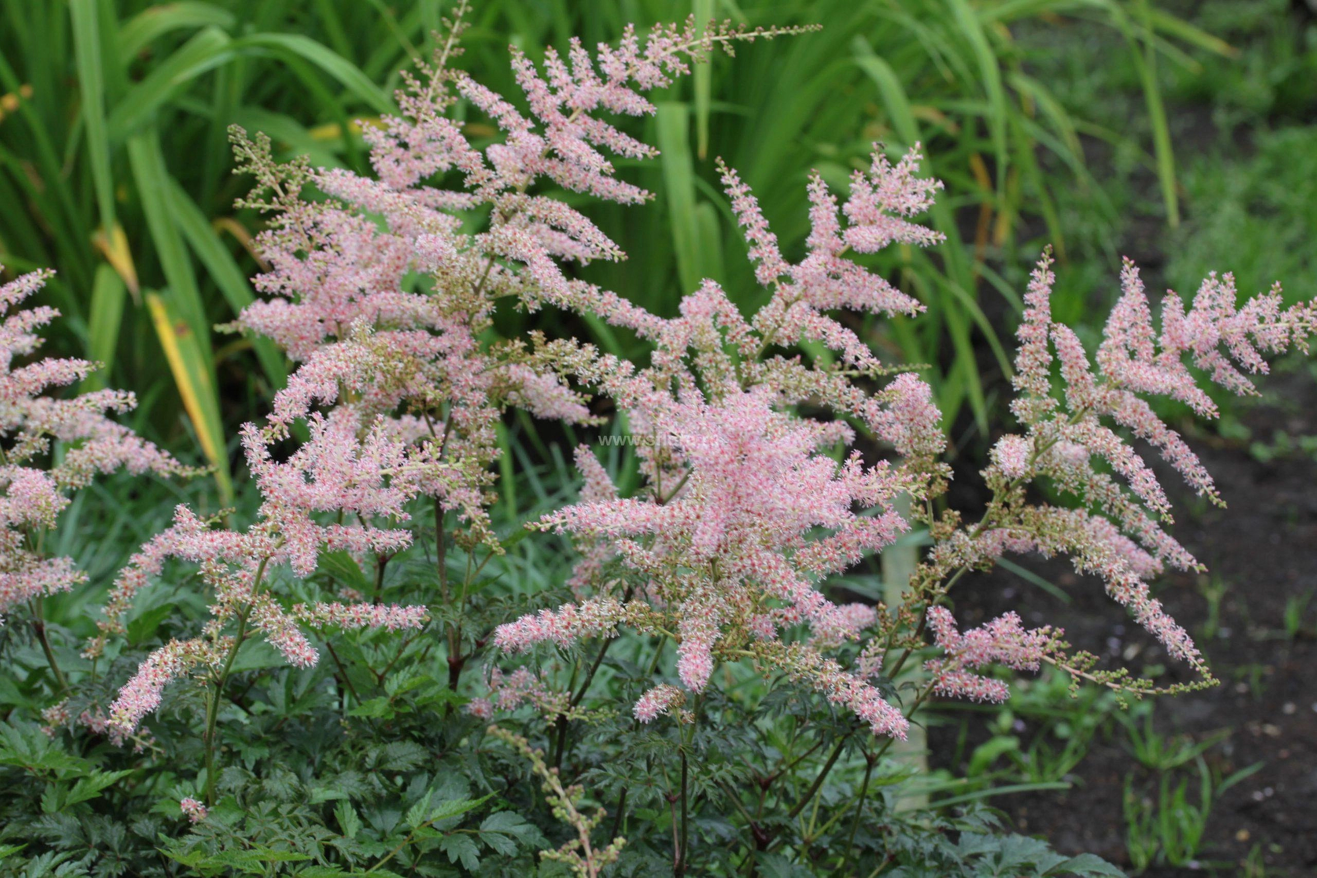 Астильба Арендса 'Хенни Граафленд'