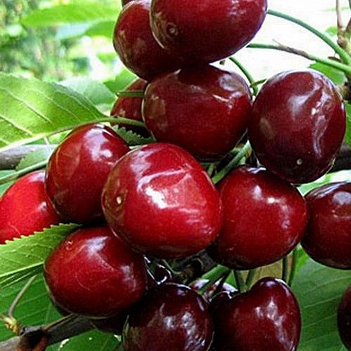 Черешня 'Бряночка'