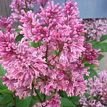 Сирень Престон 'Ноктюрн' (розовый)