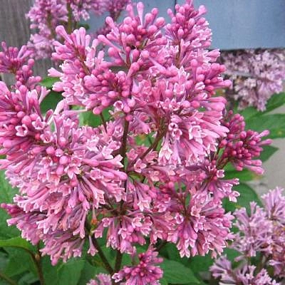 Сирень Престон 'Ноктюрн' (розовый)