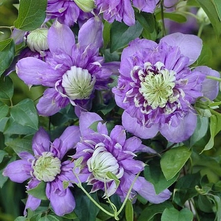 Клематис 'Блу Лайт'