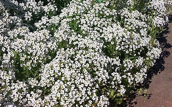 Алиссум морской (Лобулярия) 'Тини Тим'