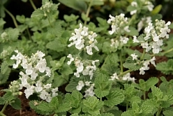 Котовник Фассенa 'Сноуфлейк'